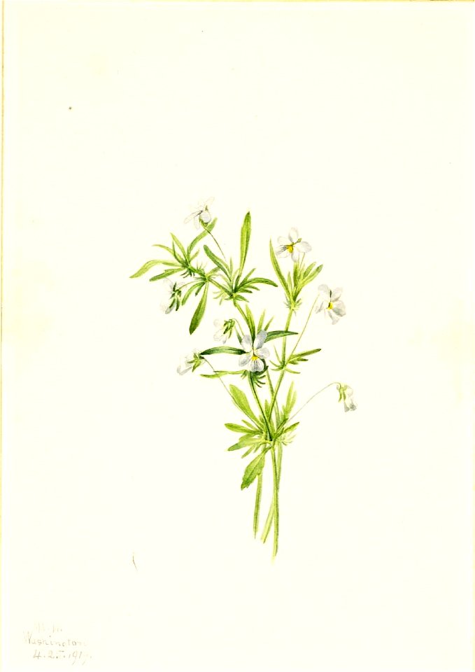 Mary Vaux Walcott - Field Violet (Viola rafinesquii) - 1970.355.549 - Smithsonian American Art Museum