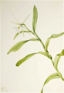 Mary Vaux Walcott - White Epidendrum (Epidendrum nocturnum) - 1970.355.674 - Smithsonian American Art Museum