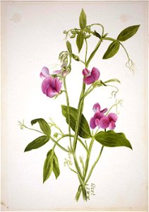 Mary Vaux Walcott - (Untitled-Flower Study) - 1970.355.339 - Smithsonian American Art Museum
