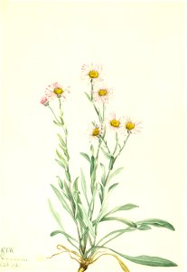Mary Vaux Walcott - Pink Fleabane (Erigeron caespitosus) - 1970.355.402 - Smithsonian American Art Museum. Free illustration for personal and commercial use.