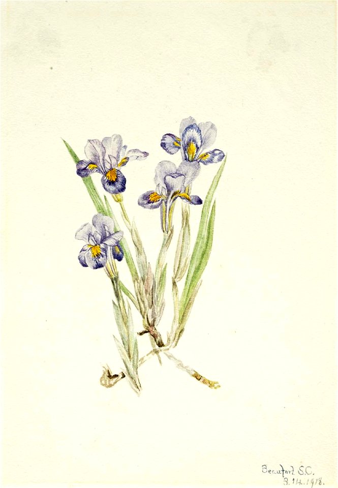 Mary Vaux Walcott - Vernal Iris (Iris verna) - 1970.355.352 - Smithsonian American Art Museum