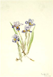 Mary Vaux Walcott - Vernal Iris (Iris verna) - 1970.355.352 - Smithsonian American Art Museum