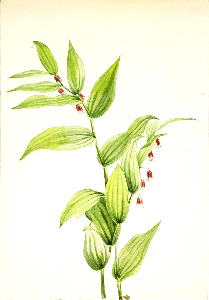 Mary Vaux Walcott - Pink Twisted Stalk (Streptopus curvipes) - 1970.355.421 - Smithsonian American Art Museum