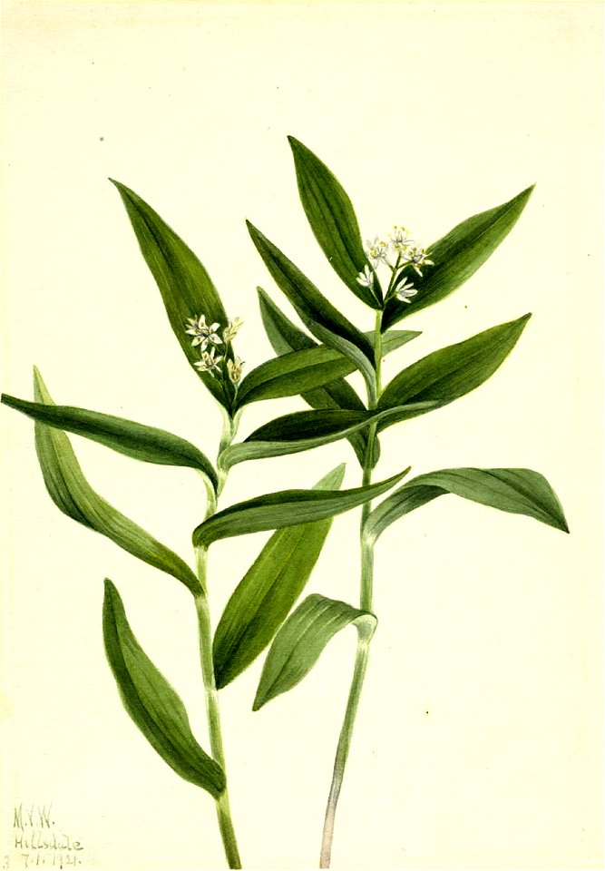 Mary Vaux Walcott - Star Solomonplume (Vagnera stellata) - 1970.355.504 - Smithsonian American Art Museum