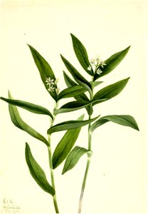 Mary Vaux Walcott - Star Solomonplume (Vagnera stellata) - 1970.355.504 - Smithsonian American Art Museum