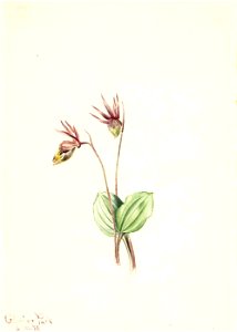 Mary Vaux Walcott - Calypso (Cytherea bulbosa) - 1970.355.443 - Smithsonian American Art Museum