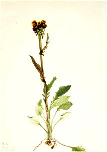Mary Vaux Walcott - Rayless Groundsel (Senecio pauciflorus) - 1970.355.431 - Smithsonian American Art Museum