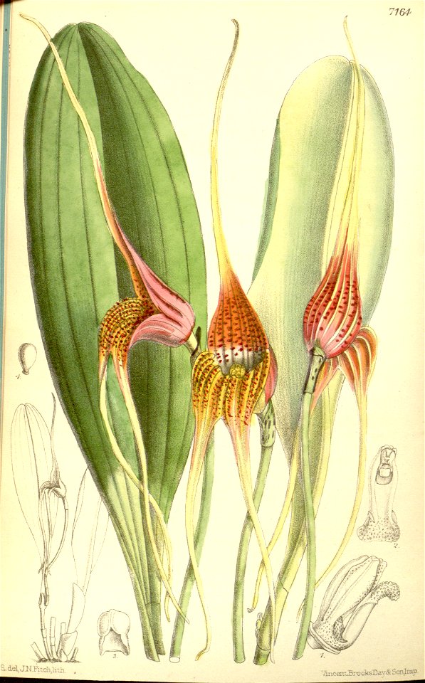 Masdevallia macrura - Curtis' 117 (Ser. 3 no. 47) pl 7164 (1891)