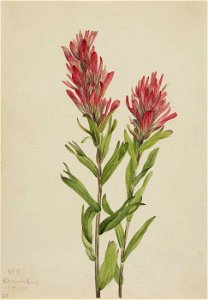Mary Vaux Walcott - Alberta Paintbrush (Catilleja miniata) - 1970.355.709 - Smithsonian American Art Museum