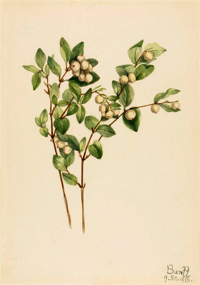 Mary Vaux Walcott - Snowberry (Symphoricarpos albus) - 1970.355.21 - Smithsonian American Art Museum