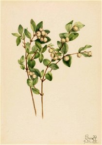 Mary Vaux Walcott - Snowberry (Symphoricarpos albus) - 1970.355.21 - Smithsonian American Art Museum