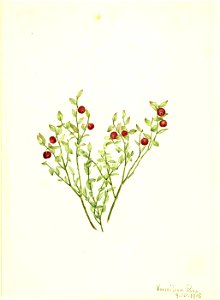 Mary Vaux Walcott - Grouse Whortleberry (Vaccinium scoparium) - 1970.355.508 - Smithsonian American Art Museum