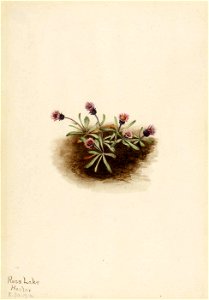 Mary Vaux Walcott - Alpine Fleabane (Erigeron unalaschcensis) - 1970.355.96 - Smithsonian American Art Museum. Free illustration for personal and commercial use.