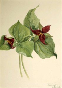 Mary Vaux Walcott - Red Trillium (Trillium erectum) - 1970.355.577 - Smithsonian American Art Museum