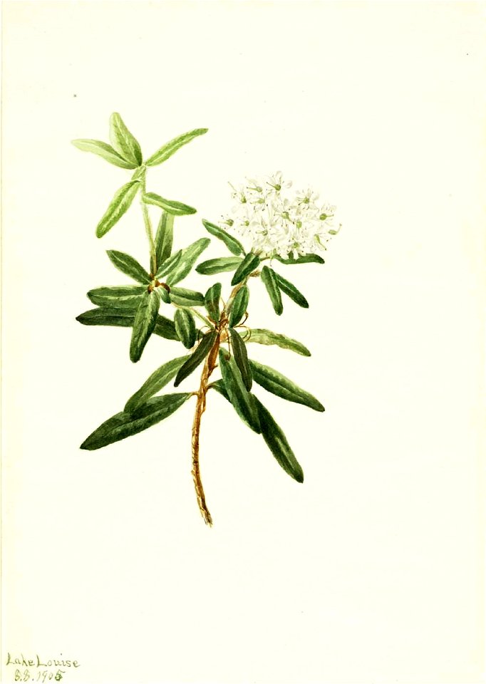 Mary Vaux Walcott - Labrador Tea (Ledum groenlandicum) - 1970.355.201 - Smithsonian American Art Museum