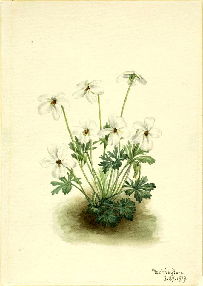 Mary Vaux Walcott - Pansy Violet (Viola pedata) - 1970.355.283 - Smithsonian American Art Museum