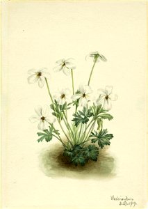 Mary Vaux Walcott - Pansy Violet (Viola pedata) - 1970.355.283 - Smithsonian American Art Museum