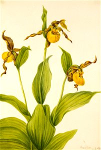 Mary Vaux Walcott - Small Yellow Ladyslipper (Cypripedium parviflorum) - 1970.355.430 - Smithsonian American Art Museum