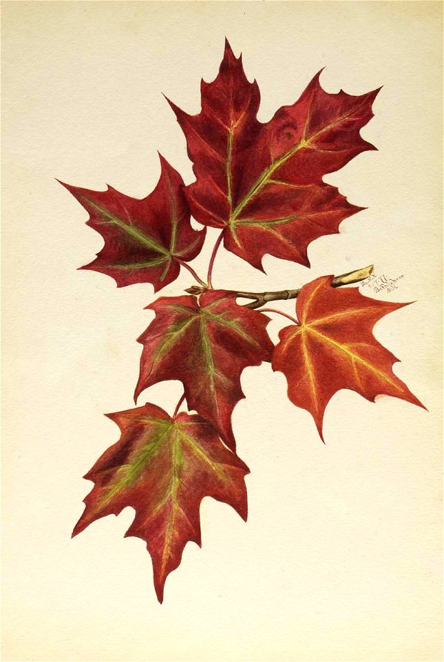 Mary Vaux Walcott - Untitled (Autumn Leaves) - 1970.355.751 - Smithsonian American Art Museum