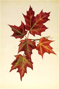 Mary Vaux Walcott - Untitled (Autumn Leaves) - 1970.355.751 - Smithsonian American Art Museum