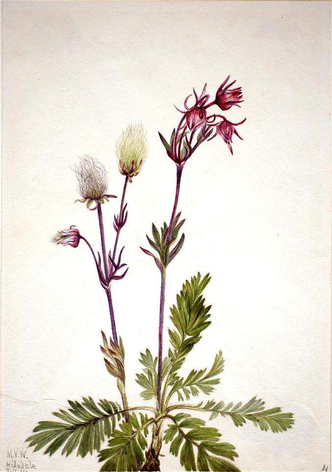 Mary Vaux Walcott - Prairie-Smoke (Sieversia ciliata) - 1970.355.393 - Smithsonian American Art Museum