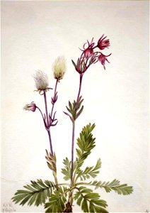 Mary Vaux Walcott - Prairie-Smoke (Sieversia ciliata) - 1970.355.393 - Smithsonian American Art Museum