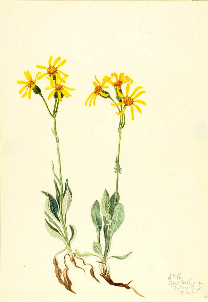 Mary Vaux Walcott - Montana Parnassia (Parnassia montanesis) - 1970.355.159 - Smithsonian American Art Museum