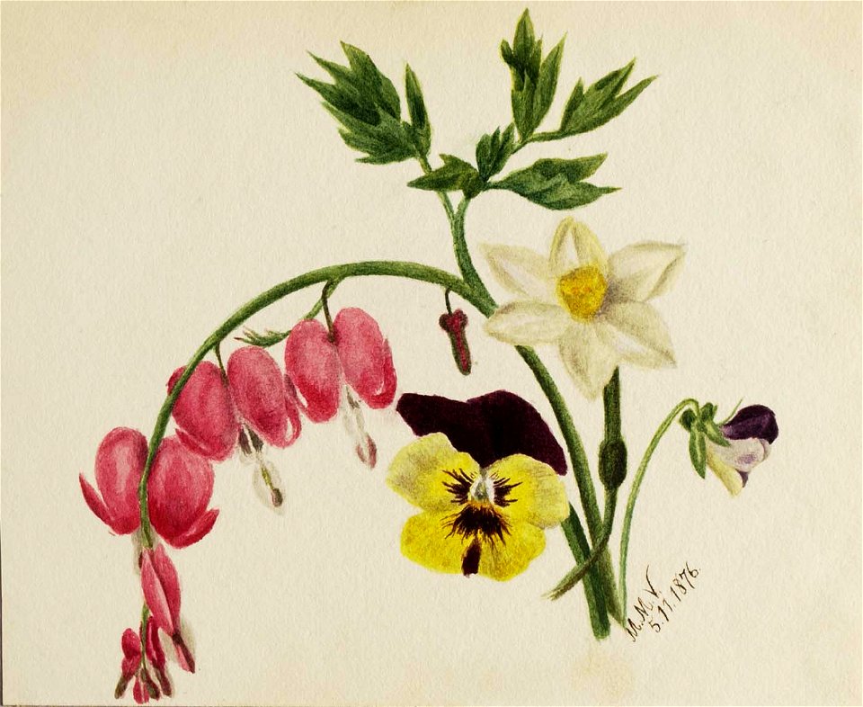 Mary Vaux Walcott - (Untitled-Mixed Flowers) - 1970.355.798 - Smithsonian American Art Museum