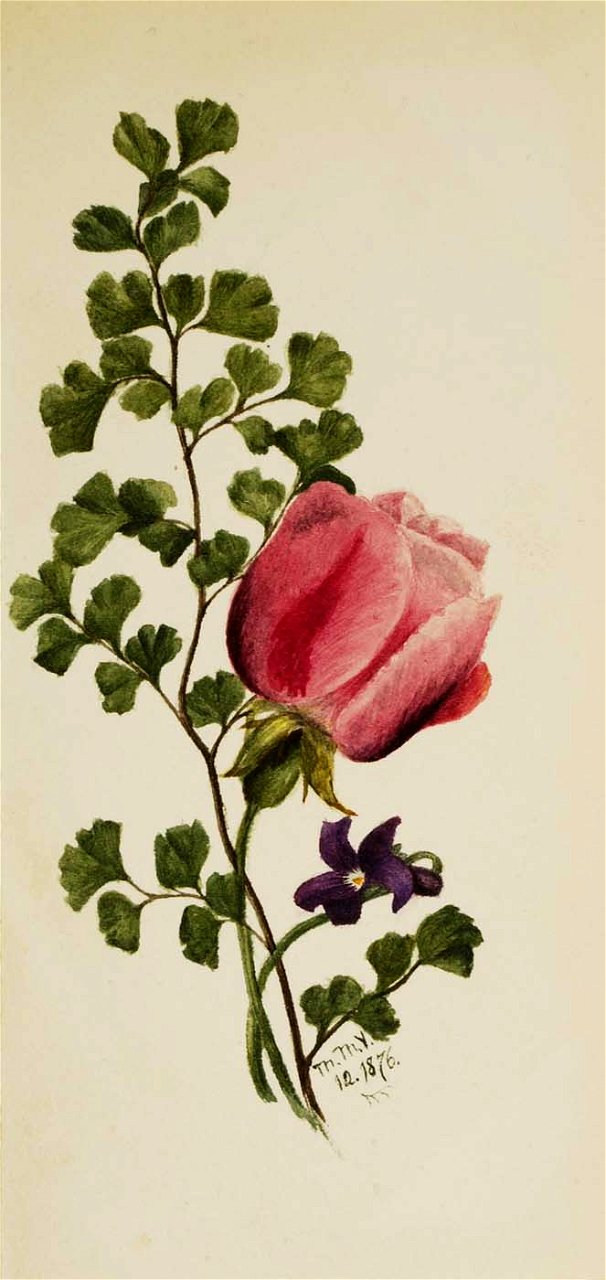Mary Vaux Walcott - Pink Rose with Violet - 1970.355.805 - Smithsonian American Art Museum