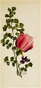 Mary Vaux Walcott - Pink Rose with Violet - 1970.355.805 - Smithsonian American Art Museum. Free illustration for personal and commercial use.