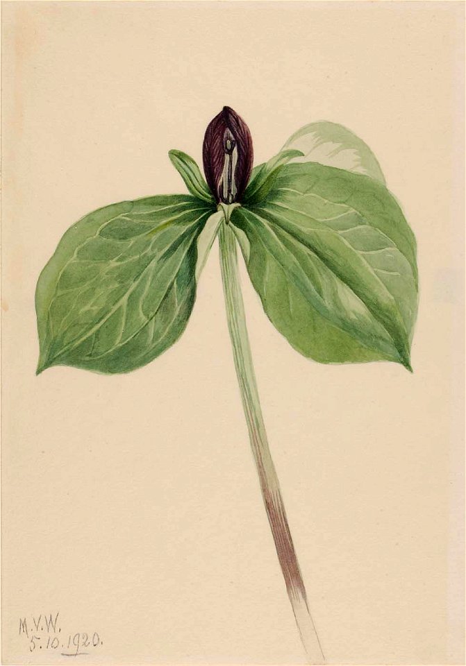 Mary Vaux Walcott - Wake-Robin (Trillium sessile) - 1970.355.6 - Smithsonian American Art Museum