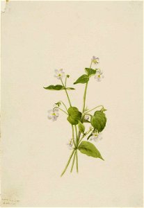 Mary Vaux Walcott - Canada Violet (Viola canadensis) - 1970.355.684 - Smithsonian American Art Museum