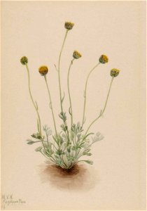 Mary Vaux Walcott - Cut Leaf Fleabane (Erigeron compositus nudus) - 1970.355.2 - Smithsonian American Art Museum. Free illustration for personal and commercial use.