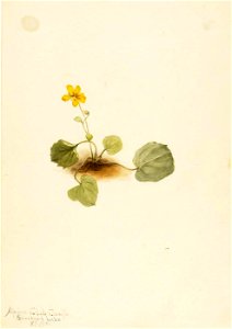 Mary Vaux Walcott - Viola orbiculata - 1970.355.197 - Smithsonian American Art Museum