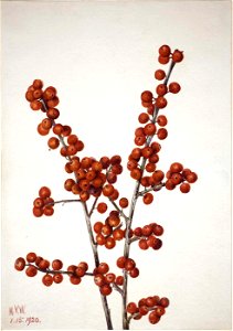 Mary Vaux Walcott - Winterberry (Ilex verticillata) - 1970.355.394 - Smithsonian American Art Museum