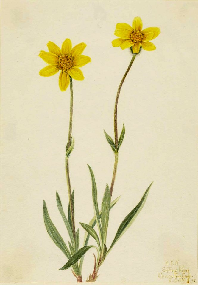 Mary Vaux Walcott - Woolly Arnica (Arnica tomentosa) - 1970.355.685 - Smithsonian American Art Museum. Free illustration for personal and commercial use.