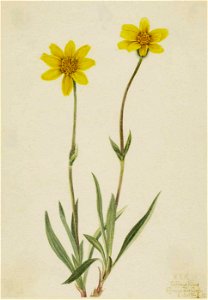 Mary Vaux Walcott - Woolly Arnica (Arnica tomentosa) - 1970.355.685 - Smithsonian American Art Museum