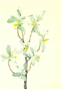 Mary Vaux Walcott - Silverberry (Elaeagnus commutata) - 1970.355.411 - Smithsonian American Art Museum