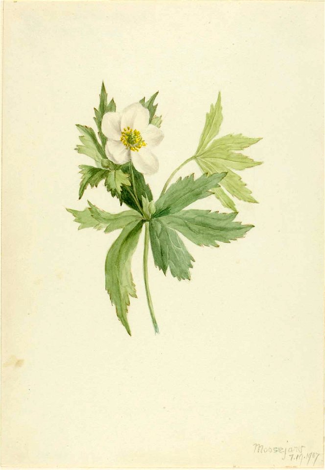 Mary Vaux Walcott - Anemone canadensis - 1970.355.199 - Smithsonian American Art Museum
