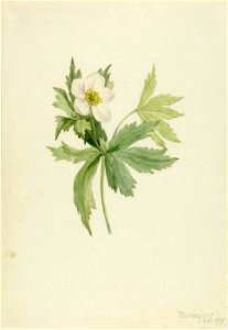 Mary Vaux Walcott - Anemone canadensis - 1970.355.199 - Smithsonian American Art Museum