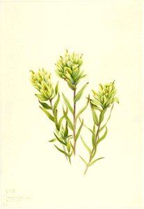 Mary Vaux Walcott - White Indian Paintbrush (Castilleja occidentalis) - 1970.355.190 - Smithsonian American Art Museum
