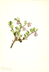 Mary Vaux Walcott - Bearberry (Arctostaphylos uva-ursi) - 1970.355.449 - Smithsonian American Art Museum