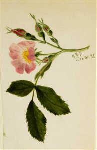 Mary Vaux Walcott - Pink Rose - 1970.355.784 - Smithsonian American Art Museum. Free illustration for personal and commercial use.