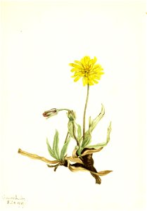 Mary Vaux Walcott - Woolly Agoseris (Agoseris villosa) - 1970.355.533 - Smithsonian American Art Museum. Free illustration for personal and commercial use.