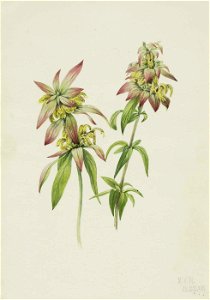 Mary Vaux Walcott - Spotted Bee Balm (Monarda punctata) - 1970.355.571 - Smithsonian American Art Museum