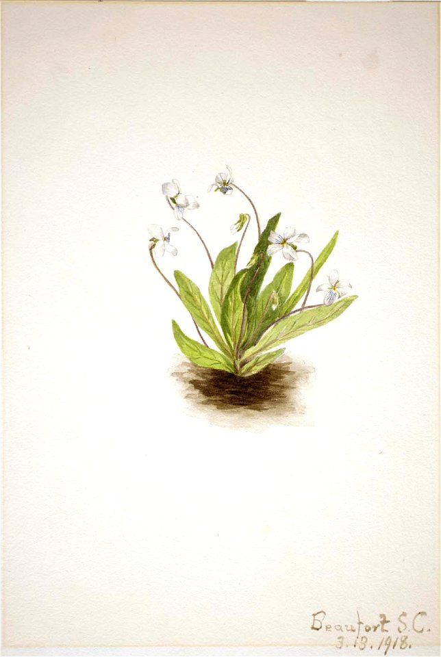 Mary Vaux Walcott - Primrose Violet (Viola primulifolia) - 1970.355.254 - Smithsonian American Art Museum