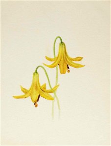 Mary Vaux Walcott - (Untitled-Flower Study) - 1970.355.749 - Smithsonian American Art Museum