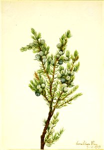Mary Vaux Walcott - Mountain Juniper (Juniperus sibirica) - 1970.355.424 - Smithsonian American Art Museum