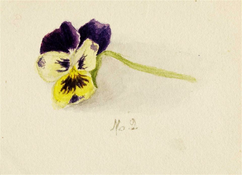 Mary Vaux Walcott - Untitled (Pansy) - 1970.355.767 - Smithsonian American Art Museum