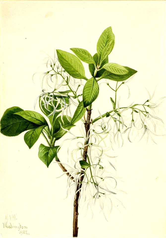 Mary Vaux Walcott - Fringe Tree (Chionanthus virginica) - 1970.355.478 - Smithsonian American Art Museum
